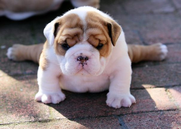 Sáng sớm nào cũng bị cô chủ gọi dậy tập Yoga, chú chó Bulldog này nhăn nhó nhưng vẫn nhẫn nhục chịu đựng.