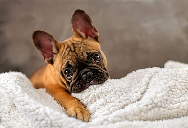 Với khuôn mặt tội nghiệp này, chú chó tự tin mình sẽ xin được bất kỳ thứ gì mình muốn từ cô chủ.