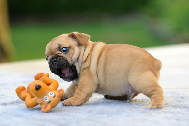 Lần đầu được chơi trò chơi phát ra tiếng, chú chó bulldog một tháng tuổi này hoảng sợ rất ngộ nghĩnh.