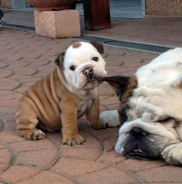 Năn nỉ mãi không được cô chủ dẫn đi chơi, chú chó Bulldog con giận dỗi nhéo tai mẹ nhõng nhẽo siêu đáng yêu.