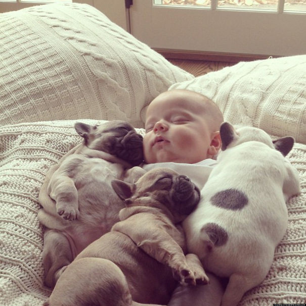 Thấy cậu chủ nhà mình ấm áp, cả một bầy chó Bulldog con leo lên xin ngủ cùng.