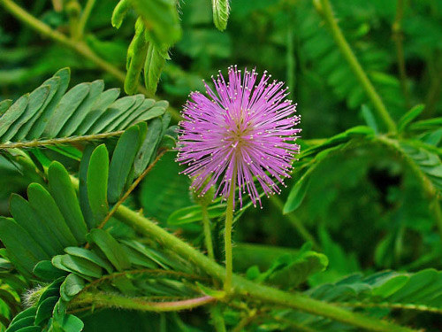 Các nhà khoa học Australia đã chứng minh rằng cây trinh nữ Mimosa pudica có khả năng ghi nhớ sự việc đã xảy ra như động vật. Qua thử nghiệm các hoạt động "huấn luyện" trí nhớ ngắn hạn và dài hạn bằng cách tưới nước đều đặn cho chúng trong các điều kiện ánh sáng khác nhau.Vài tuần sau thử nghiệm, đáng ngạc nhiên là loài cây trinh nữ có thể ghi nhớ phản ứng được huấn luyện trước đó. Theo các nhà khoa học, nhờ vào hệ thống canxi trong các tế bào, loài thực vật này có những phản ứng ghi nhớ như kết quả thí nghiệm.