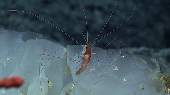 Tôm chân dài (Nematocarcinus tenuisrostris) được phát hiện đang đứng ngạo nghễ trên một miếng bọt biển thủy tinh, đây là loài bọt biển rất cứng, cấu tạo cơ thể của chúng được tạo bởi silica.