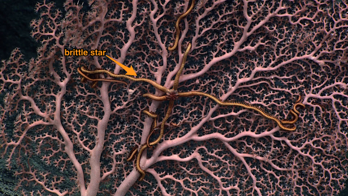 Tổ hợp san hô biển sâu và động vật da gai commensal brittle star. Trong biển sâu, bọt biển, san hô biển là môi trường sống lý tưởng của nhiều loài. Như trong ảnh, con da gai commensal brittle star này đã hoàn toàn coi nhánh san hô biển màu hồng nhạt này là nhà của nó.