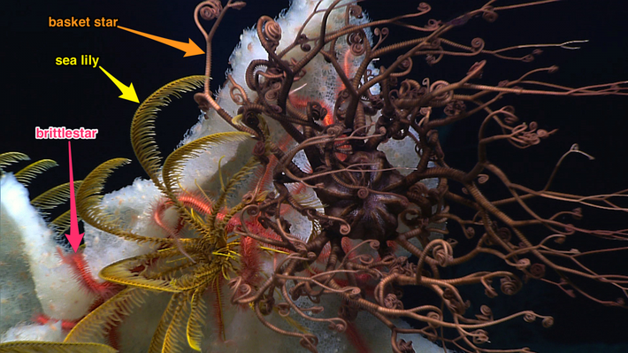 Tổ hợp bọt biển, huệ biển và anh em họ động vật da gai basket star, brittle star khiến các nhà khoa học vô cùng ngạc nhiên bởi lối sống bầy đàn.