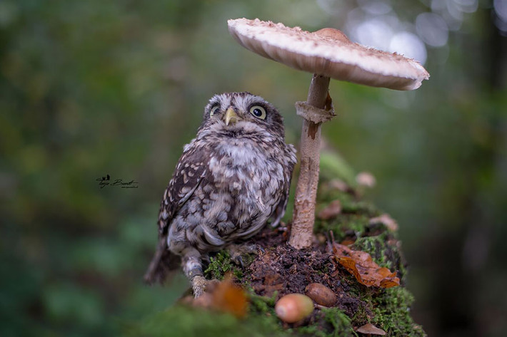 Bên cạnh đó, Tanja Brandt còn chia sẻ một số hình ảnh thú vị khác của chú cú đáng yêu chụp ảnh dưới nấm.