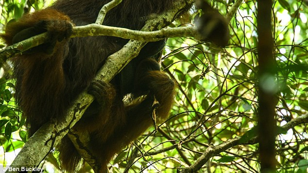 Mặc dù vậy, các nhà khoa học tin rằng, đười ươi đực ở Borneo đã thu thập thịt của con sóc chứ không phải giết chết nó rồi xẻ thịt ăn bởi mặc dù ăn thịt sóc ngon lành nhưng trên cây không hề có dấu hiệu của máu, một dấu vết cần có trong những cuộc săn mồi và đấu tranh sinh tồn.