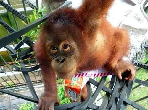 Một số người dân trong làng đã bắt mẹ của Peni, ném đá, đánh đập nó bằng gậy gộc mặc dù con đười ươi mẹ đáng thương hoàn toàn không có sức phản kháng. Khi bị cướp Peni khỏi tay, đười ươi mẹ đã hết sức hoảng hốt, tập trung sức lực cướp lại đứa con ruột thịt. Hành động đó đã khiêu khích dân làng, họ trói đười ươi mẹ lại, dìm xuống nước cho đến khi phổi của nó chứa đầy nước.