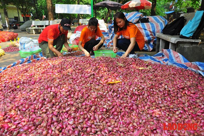 Để thực hiện, anh Thắm cùng với những người bạn đã tổ chức một chương trình thiện nguyện phi thương mại có tên gọi: Ủng hộ nông dân Lý Sơn - bảo vệ thương hiệu hành, tỏi - xóa bỏ lệ trừ bì". Hiện có 6 tấn tỏi và 2 tấn hành được anh Thắm thu mua của bà con nông dân với giá cao nhất so với thị trường hiện tại (50.000 đồng/kg tỏi, 30.000đ/kg hành) - không trừ bì, với chi phí mang từ đảo về Hà Nội mất 30.000 - 40.000đ/kg.