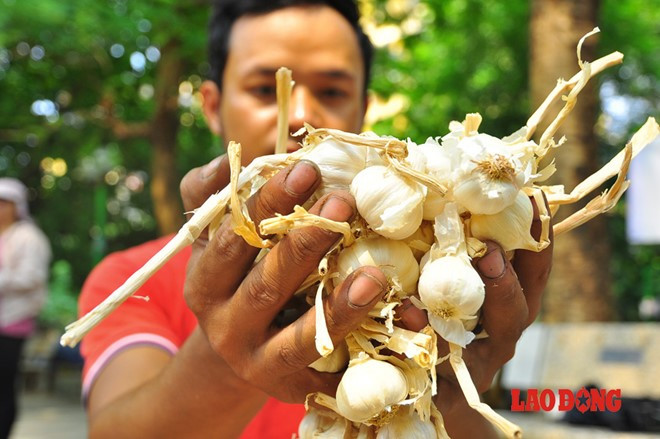 Ghi nhận tại điểm bán tại khu K3 (Vĩnh Phúc, Hà Nội), số lượng tỏi được bày bán là tỏi bình thường. "Cách phân biệt tỏi Lý Sơn so với tỏi tại các nơi khác không khó. Tỏi trồng tại quê tôi không có vị nồng mà có vị đậm, thơm. Phần rễ vẫn còn bám vào củ, phần cuống nhỏ, các nhánh tỏi bên trong khá đều", anh Thắm nói.