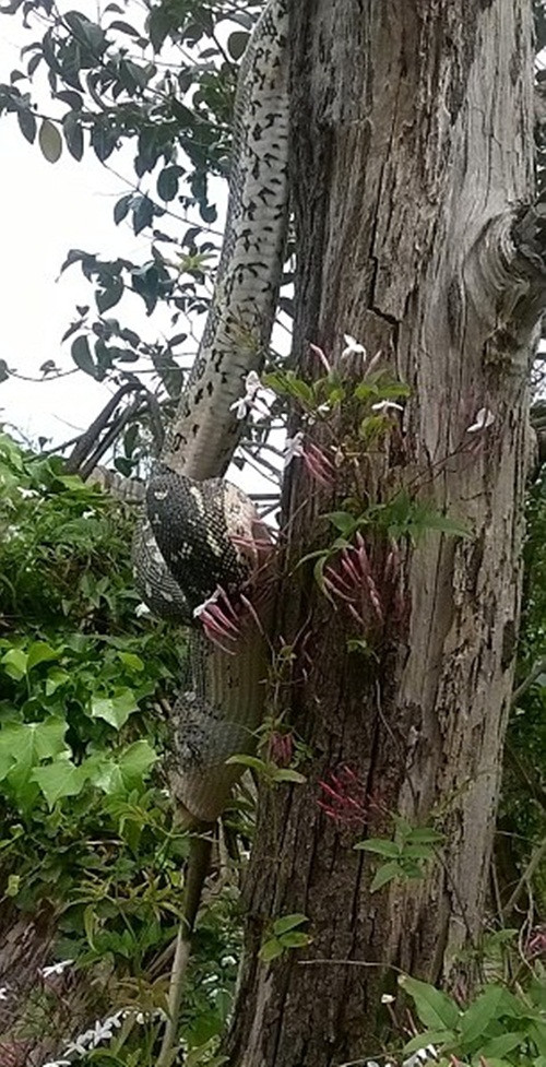Không thèm đáp xuống đất để việc ăn uống trở nên nhẹ nhàng và dễ dàng hơn, con trăn nuốt chửng thú có túi trong khi đang treo mình vắt vẻo.