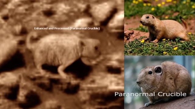 Tuy vậy, vẫn có nhiều ý kiến nghiêng về phía kênh Paranormal khi kênh này so sánh hai hình ảnh chụp được trên sao Hỏa và ảnh thật của cầy thảo nguyên trên Trái đất và nhận thấy có nhiều điểm tương đồng.