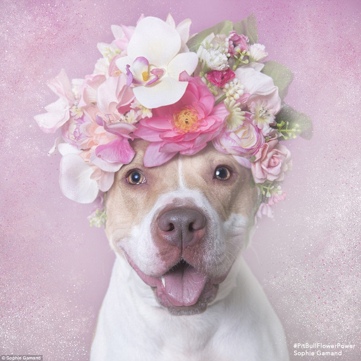 Chó Pitbull thường bị coi là giống chó đáng sợ và hung dữ khiến nhiều người e ngại khi nhận nuôi. Loài vật này cũng từng gây ra nhiều vụ tấn công người gây kinh khiếp, như vụ chó Pitbull cắn chết anh trai chủ ở Hà Nội mới đây, nhưng một nhiếp ảnh gia đã cho thấy rằng giống chó Pitbull xứng đáng nhận được sự ấm áp và yêu thương giống như những con chó khác.