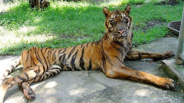 Chung tình trạng với những con hổ gầy còn "da bọc xương" ở Trung Quốc, một con hổ ở Indonesia cũng không thể thích nghi với điều kiện nuôi nhốt quá khắc nghiệt, thiếu thốn đã liên tục giảm cân và kiệt quệ sức khỏe. Nó còn được gọi là hổ "thây ma" vì quá gầy.