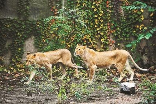 Tuy nhiên khi liên lạc với ban quản lý sở thú, các phóng viên nhận được câu trả lời rằng con sư tử đó hoàn toàn không bị bệnh, cũng không hề bị đánh đập hay có chuyện bị phân biệt đối xử, bị bỏ đói, cắt giảm khẩu phần ăn.