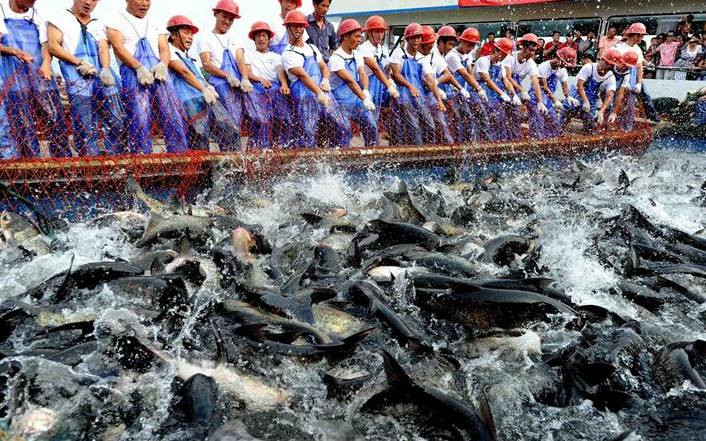 Có rất nhiều cá mè hoa, cá chép khổng lồ bị bắt trong lần đánh cá này, tuy nhiên sự kiện bắt được con cá to lớn này đã làm lu mờ tất cả.