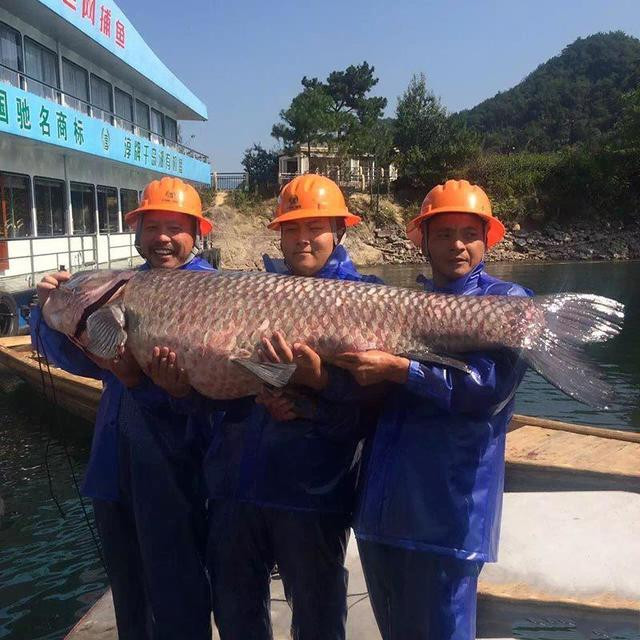 Hiện con cá đã được chuyển đi và có bốn hướng xử lý. Thứ nhất, con cá có thể bị nhà hàng nào đó mua và xẻ thịt, thứ hai có thể được một người yêu thích cá "độc", cá "khủng" mua và chiêm ngưỡng, thứ ba, nó sẽ được đưa vào bảo tàng để làm mẫu vật. Cuối cùng, có thể nó sẽ được phóng thích về môi trường của mình, tiếp tục làm một ông vua quyền lực.