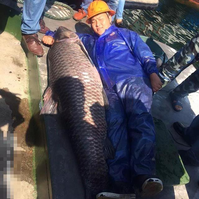 Trước đây, tại hồ đã từng bắt được hai con cá khổng lồ nhưng không có con nào vượt qua được con cá lần này. Một lần vào năm 2005, con cá khổng lồ bắt được dài 1,58m, nặng 68kg. Lần thứ hai vào năm 2008, bắt được con cá dài 1,66m, nặng 54kg.