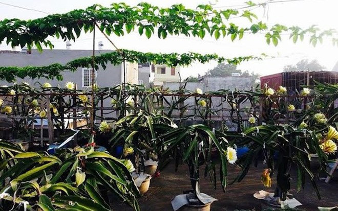 Cây thanh long có ưu điểm là không sâu bệnh, không tốn quá nhiều công chăm sóc, đặc biệt, cây còn không có lá nên đỡ phải quét dọn vườn khi lá rụng.