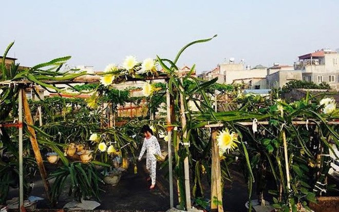 Thanh long được trồng trên sân thượng song cực kỳ nhiều hoa mặc dù đã vào thời điểm cuối mùa.