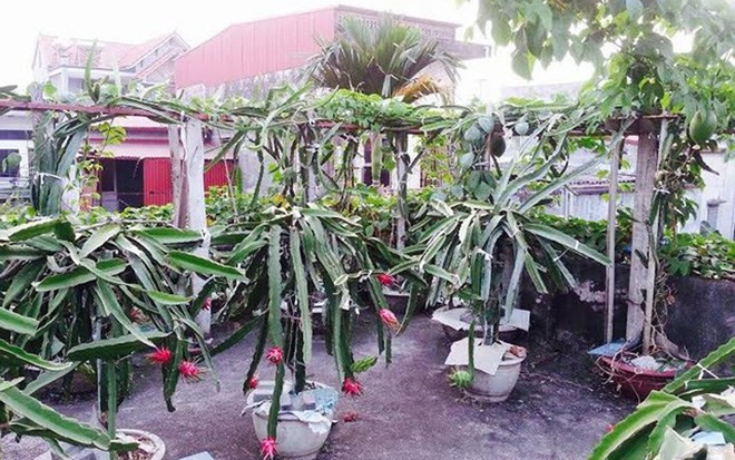 Nhiều lúc vườn thanh long chín rực đỏ trên sân thượng trông rất đẹp.