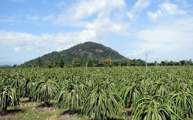 Địa điểm lý tưởng của thanh long là khu vườn rộng như thế này. (Ảnh: Vườn thanh long xanh ngút ngàn Phan Thiết, Bình Thuận).
