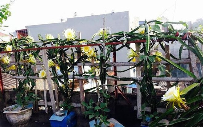Thanh long là loại cây dễ chăm sóc, chỉ trồng trong chậu cũng có thể phát triển rất tốt.