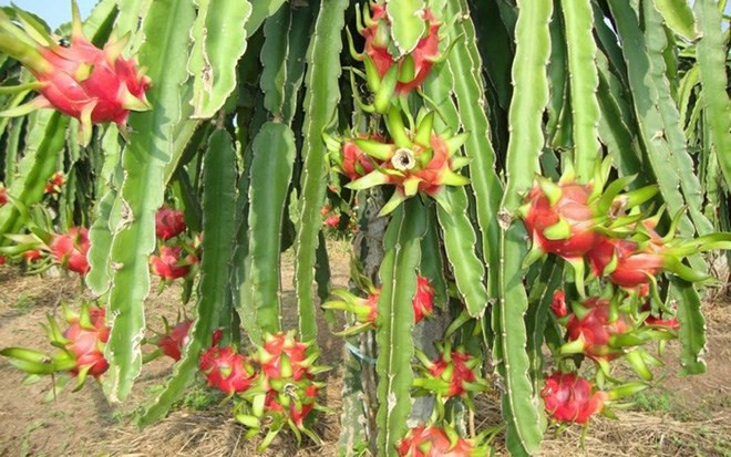 Vườn thanh long sai trĩu quả ở Phan Thiết, Bình Thuận.