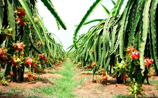 Thanh long là loại cây cực dễ trồng và chăm sóc. Chỉ cần trồng vài tháng là thanh long đã bắt đầu ra hoa và đậu quả.