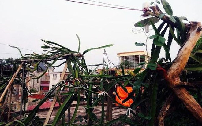 Thanh long là loại cây trồng ưa ánh sáng, phải có ánh sáng cây mới ra hoa và đậu quả.