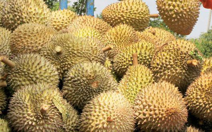 Sầu riêng cũng là loại quả thường xuyên bị các chủ vựa dùng hóa chất để “ép”chín. Những loại hóa chất đó đa phần là có xuất xứ từ Trung Quốc, không nhẵn mác, không có cảnh bảo và không hướng dẫn sử dụng.