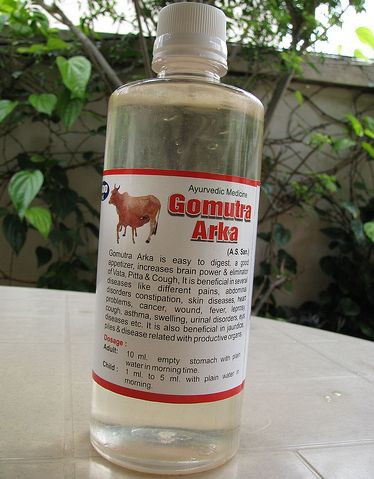 Gomutra: Người theo đạo Hindu coi bò và mọi sản phẩm từ loài vật này là linh thiêng. Gomutra là nước tiểu bò được nhiều người uống trong các nghi lễ hay như một loại thuốc chữa bệnh.