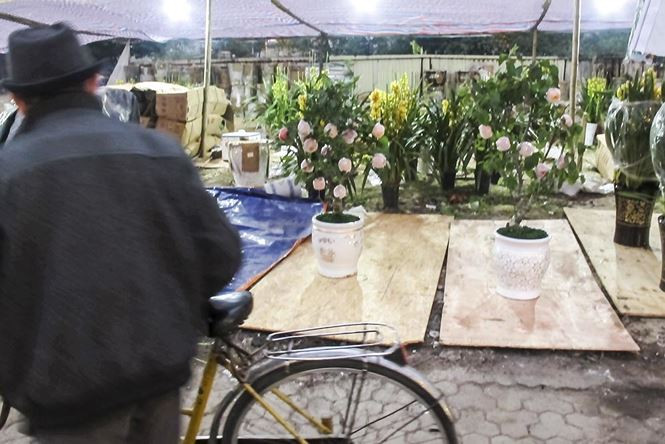 Những quả táo chín mọng có màu đỏ lạ cùng nhiều dáng uốn độc đáo, những cây táo mini trở thành thú chơi cây cảnh mới lạ dịp Tết 2018.