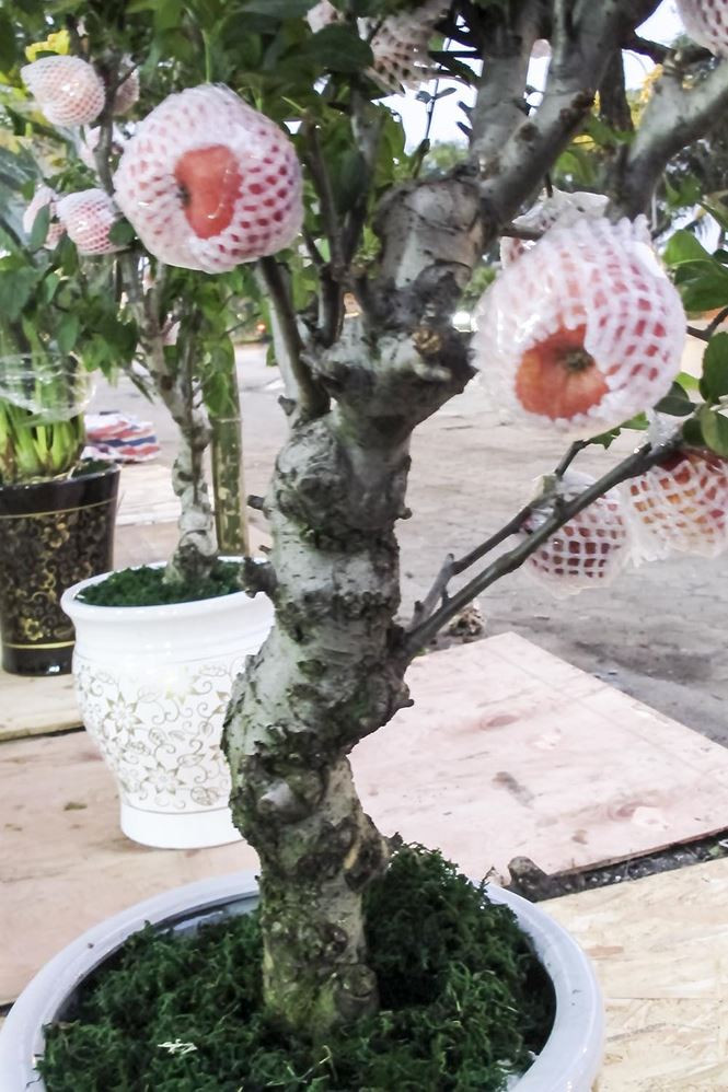 Ghi nhận tại một số khu vực như đường Lạc Long Quân, Hoàng Hoa Thám, chợ Quảng An,…ngập tràn những loại cây cảnh như bưởi, quất, đào.