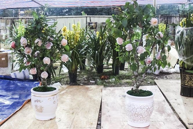 Nhiều người sẵn sàng bỏ từ vài triệu đến cả chục triệu đồng để sở hữu những cây cảnh bonsai đẹp, độc lạ chơi Tết.