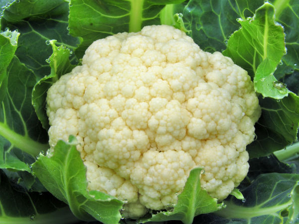 Súp lơ trắng cũng giàu vitamin C và các khoáng chất như protein, canxi, vitamin K, kali và phốt pho.