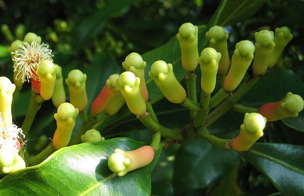 Nếu bị chướng hơi, đầy bụng, bạn cũng có thể nấu vài nụ đinh hương lấy nước uống.