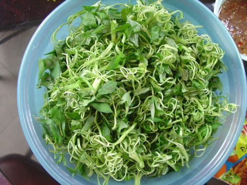 Tuy nhiên, có điều cần lưu ý là không nên ăn sống rau muống hoặc ăn khi rau chưa chín kĩ bởi người ăn có thể bị đầy bụng, dị ứng hoặc đau bụng. Nguyên nhân là do trong rau muống có một loại kí sinh trùng sán lá ruột lớn có tên khoa học Fasciolopsis buski, chúng có rất nhiều trong loại rau sống ở thủy sinh trong đó có rau muống.