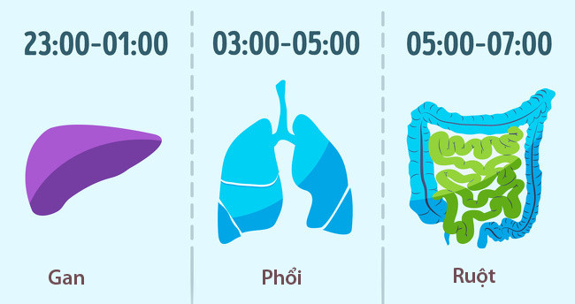 Thời gian lý tưởng để ngủ là từ 22h đến 6h: Các bác sĩ Trung Quốc cho rằng chúng ta nên đi ngủ từ 22h đến 6h nếu muốn sống lâu hơn. Đây là thời điểm phục hồi của các cơ quan trên cơ thể.