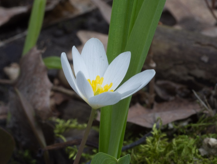 Sanguinaria (cây rễ máu): Chiết xuất của cây rễ máu thường xuất hiện trong kem đánh răng giúp giảm mảng bám răng. Hãy thêm 3-4 giọt chiết xuất sanguinaria một cốc nước ấm để làm nước súc miệng hàng ngày. Ảnh: BS.