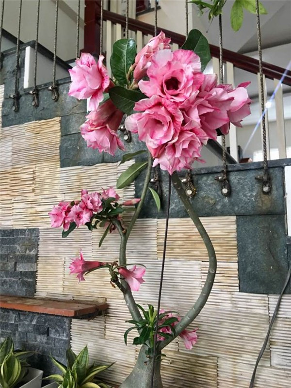 Hoa sứ bung nở tuyệt đẹp.