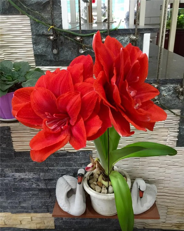 Mẹ của nữ ca sĩ - cô Nguyễn Thị Hương, chính là người luôn dành tình yêu và sự chăm sóc đặc biệt cho từng cây hoa này.