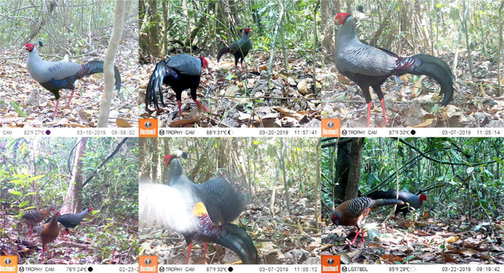Trong Sách đỏ Việt Nam, gà lôi tía được phân hạng CR (Critically Endangered) - cực kỳ nguy cấp, có nguy cơ tuyệt chủng. Cả con đực và cái đều có mỏ đen, mắt nâu, chân màu hồng. Vào ban ngày, chúng kiếm ăn ở mặt đất trong khi ban đêm bay lên các bụi cây thấp đậu ngủ. Ảnh: Tây Ninh Online.