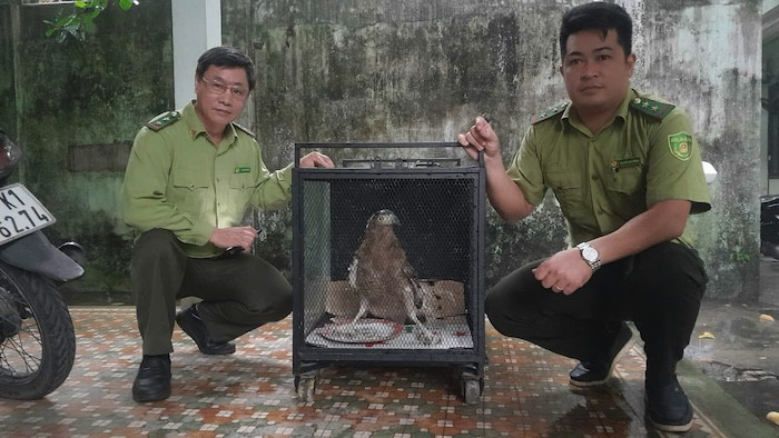 Vào ngày 10/10/2024, Đội Kiểm lâm cơ động và phòng cháy chữa cháy rừng Đà Nẵng đã bàn giao 3 cá thể: diều hoa Miến Điện, tê tê Java và chim Cao cát bụng trắng do người dân tự nguyện giao nộp cho cơ quan chức năng. Ảnh: Kiểm Lâm Đà Nẵng.