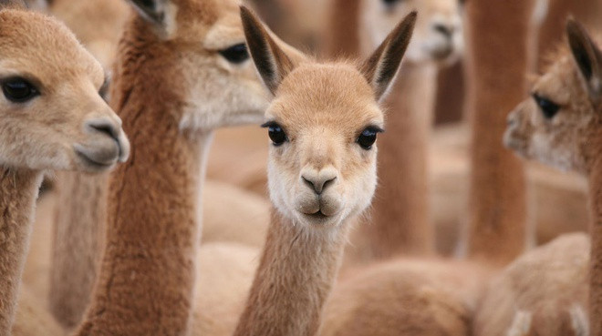 Lạc đà Vicuna được chọn là biểu tượng của đất nước Peru. Đây là một trong hai loài lạc đà hoang dã ở Nam Mỹ, sống ở vùng cao núi Andes và xuất hiện nhiều nhất ở Peru.