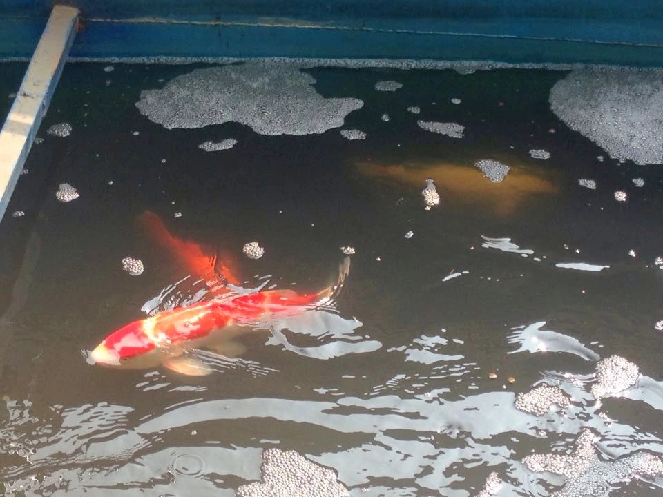Đàn cá Koi Nhật Bản thế nào sau 2 ngày thả xuống sông Tô Lịch?