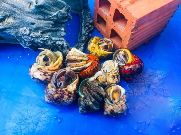 Ốc mà không phải là ốc, không ăn được, giá lên tới 2-3 triệu đồng/con 34