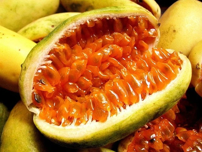 Cây từng mọc bờ mọc bụi, đem về nhà trồng cho quả “hốt bạc” 60.000 đồng/kg