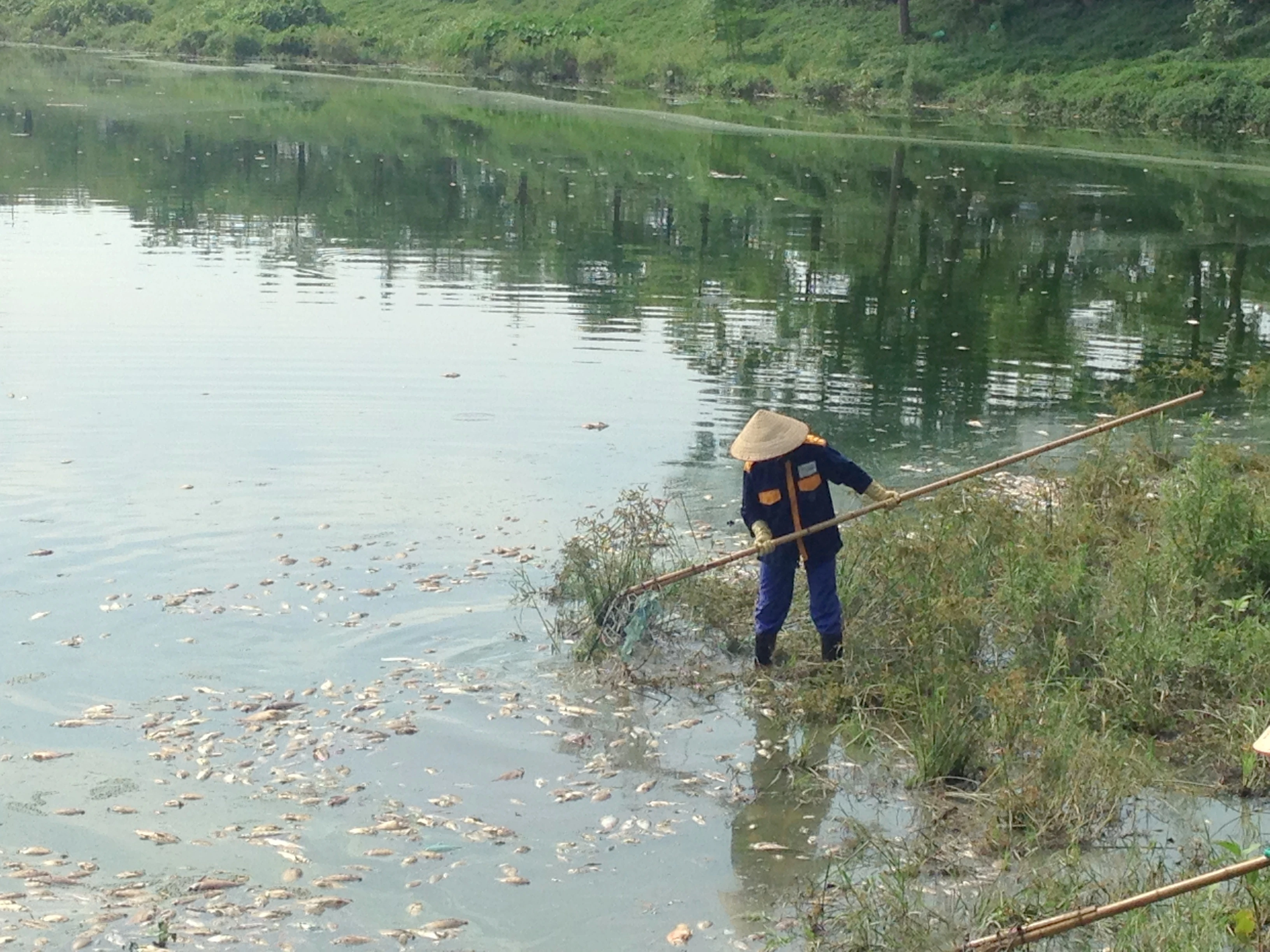 Cá chết trắng hồ công viên Yên Sở được đưa đi đâu?