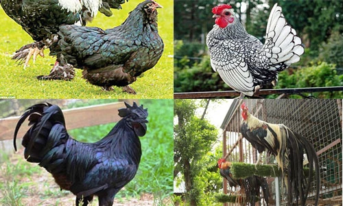 Chiêm ngưỡng những hình ảnh lạ về gà nhân năm Đinh Dậu 2017